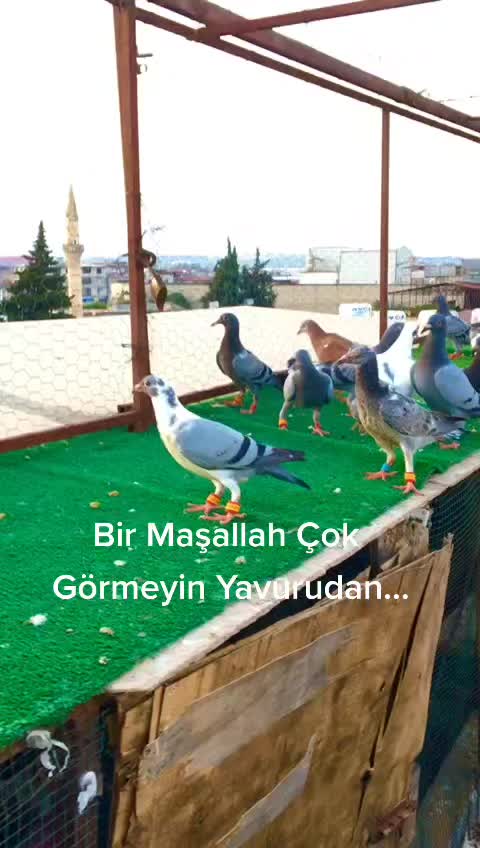 @Okan Kç