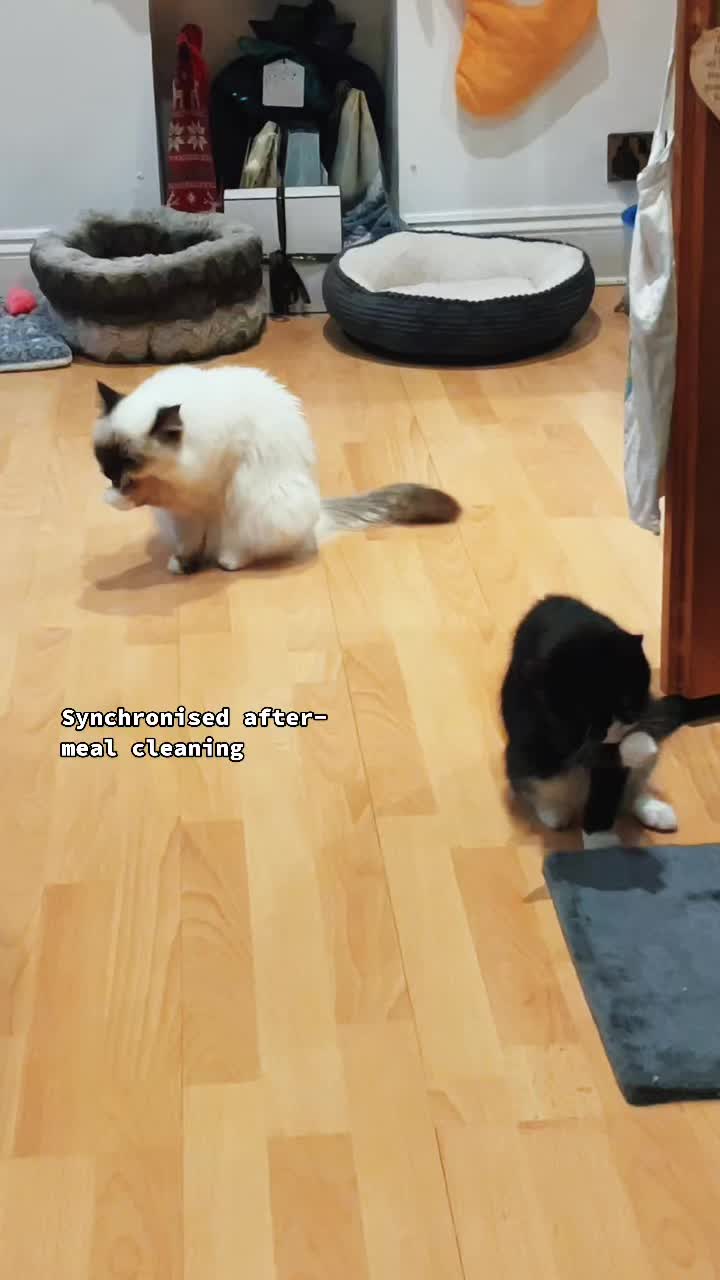 @N, Cotoletta & Bigos