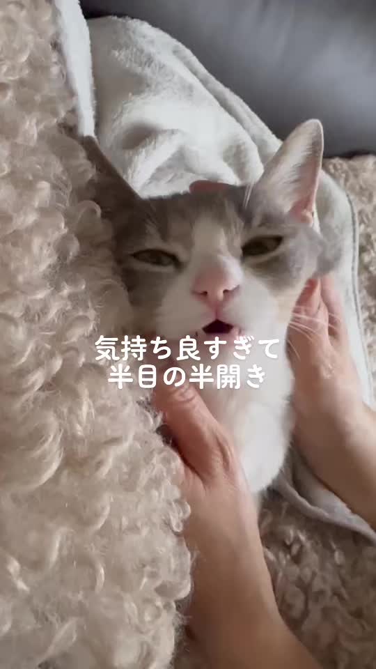 @saekokanehara