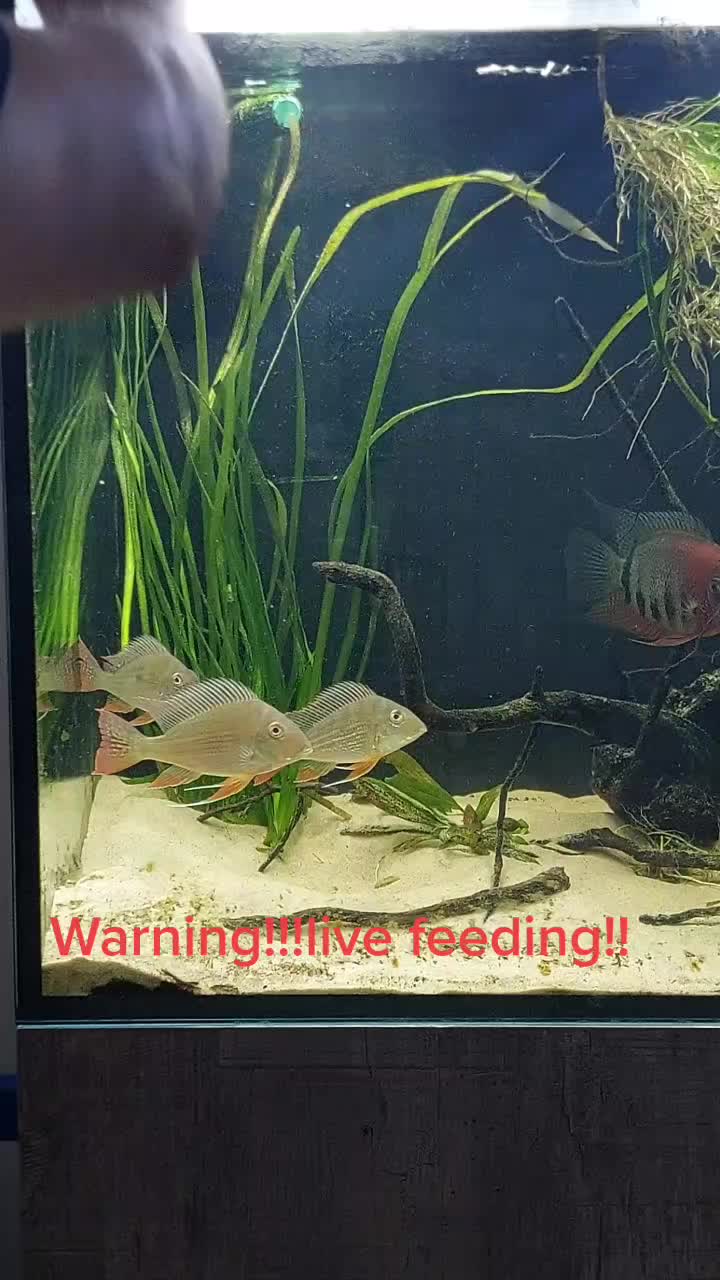 @South american cichlid