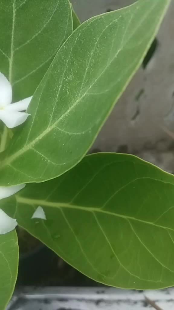 @meghnanayak