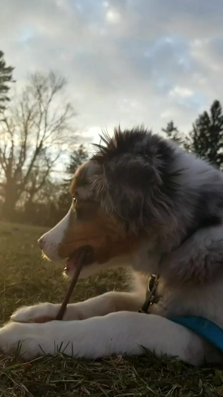 @Jett The Aussie