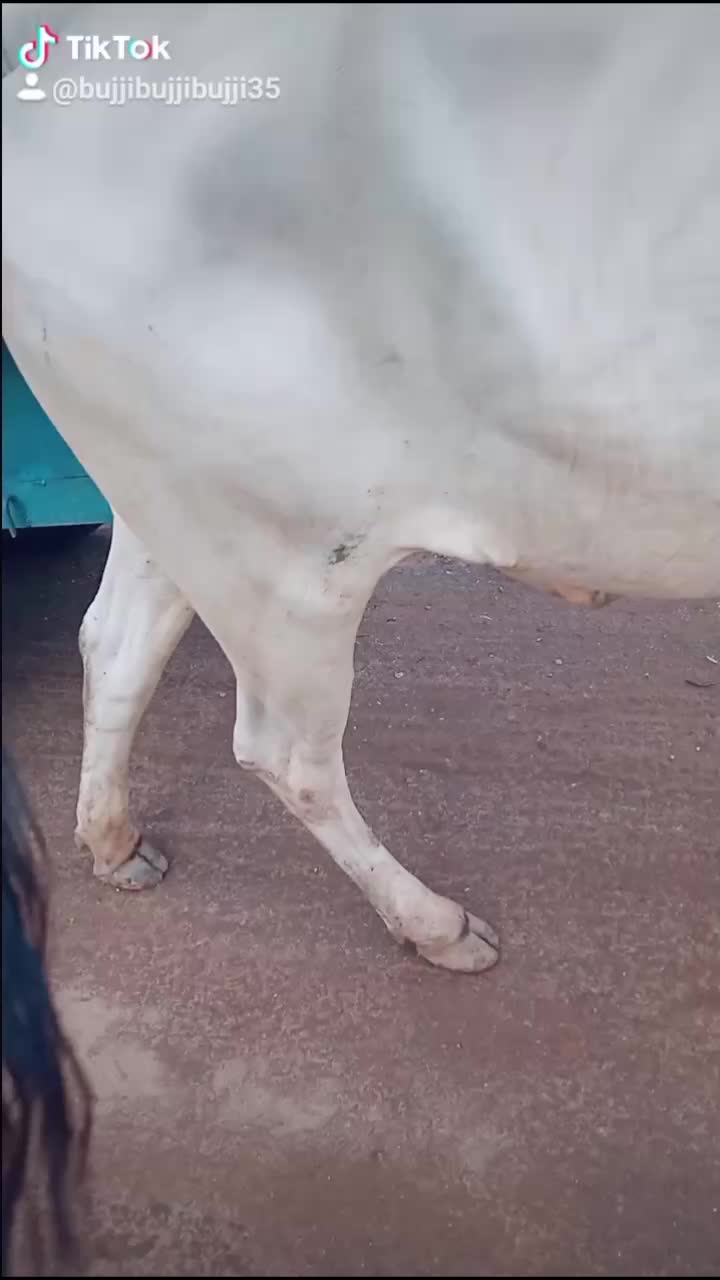 @mahi mahi