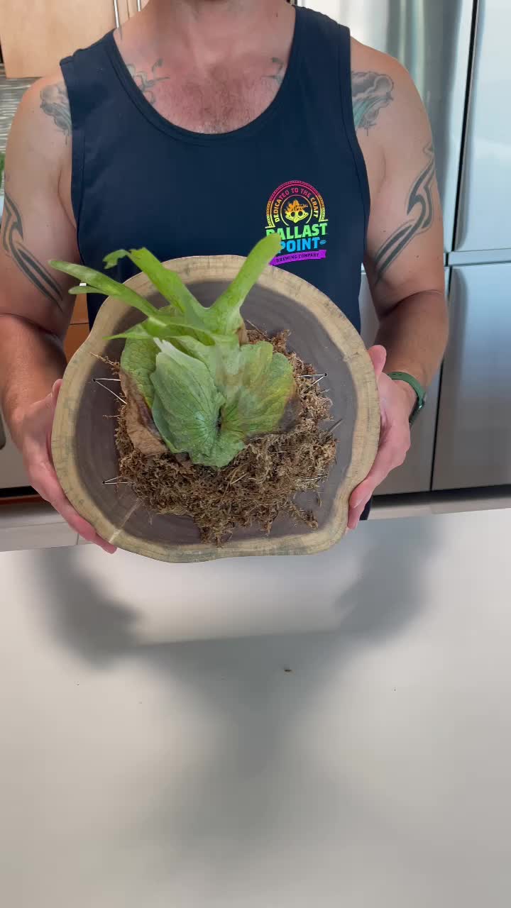 @The_Plant_Blogger