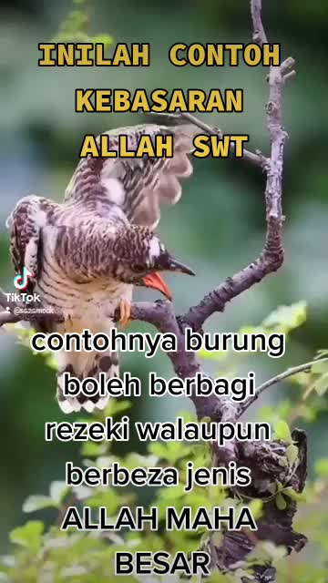 @saza mock