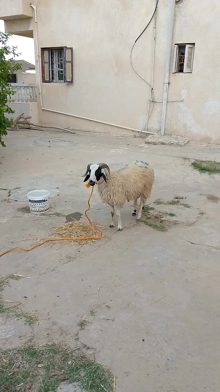 @الدكام ادكام
