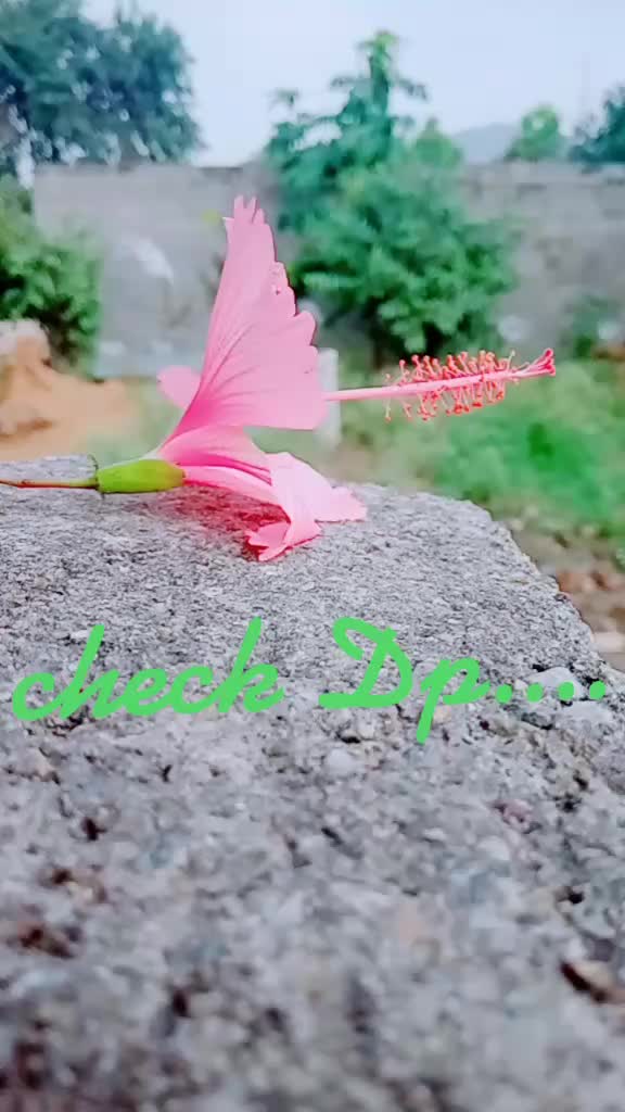 @👑Lovely &Atilde;kh&iuml;l Raj👑