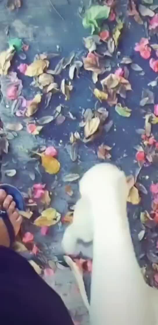 @parminder3713