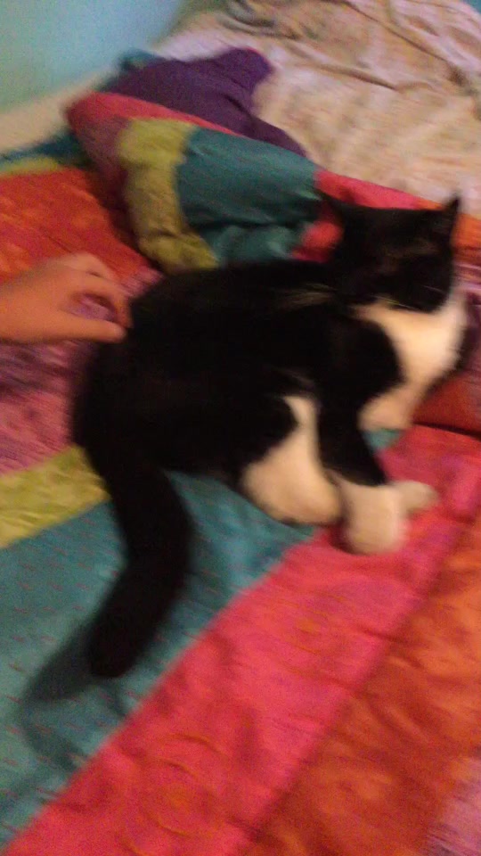 @Batman the cat