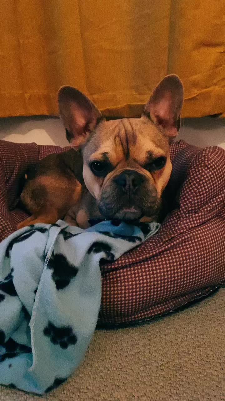 @BarryTheFrenchie