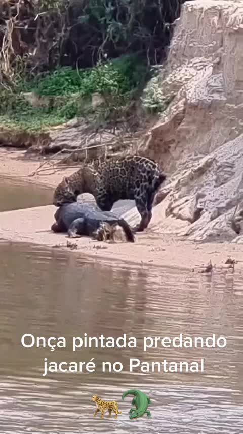 @Pantanal Sul-Matogrossense