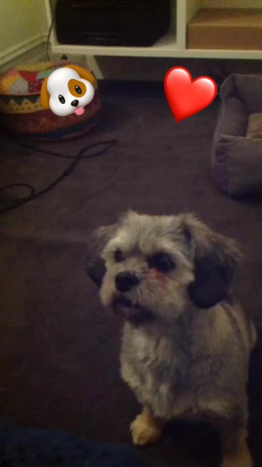 @Doggogirl