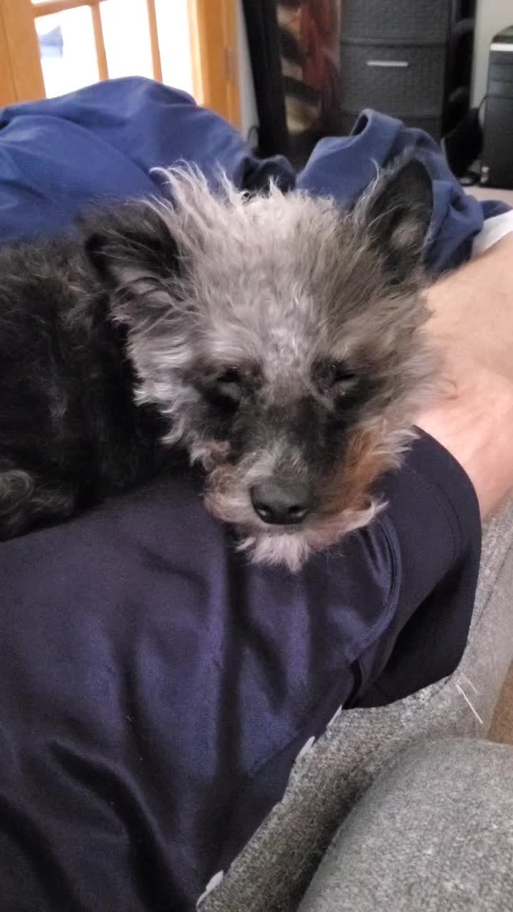 @Toto the Mutt