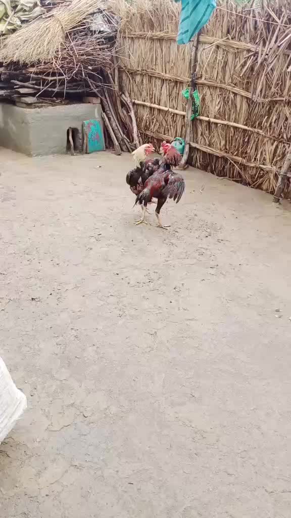 @bipan Kumar 66