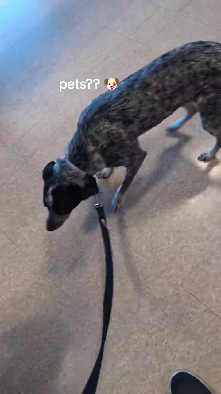 @CattleDog Abby