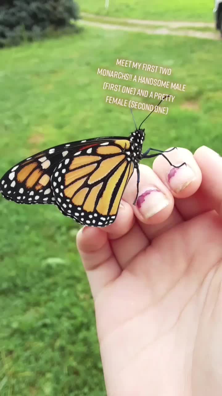 @Animorama