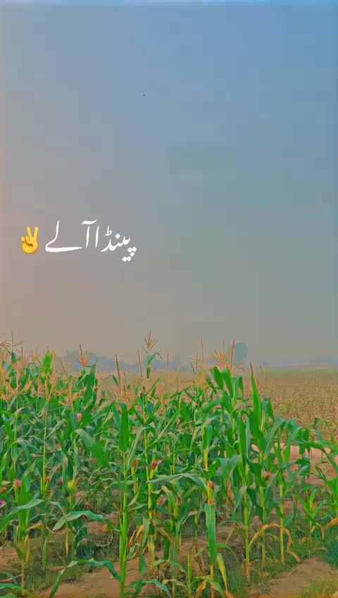 @پینڈومنڈا🦅🥷🏻