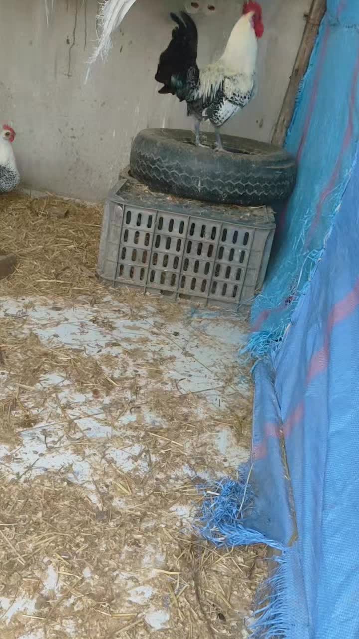@دواجن الياس🐔🐔🐔