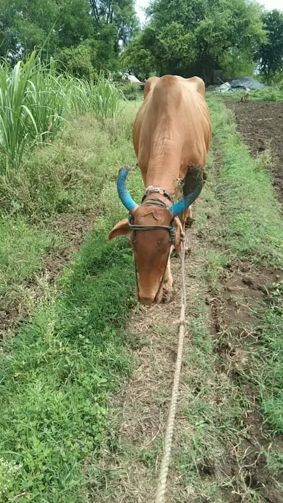 @jivan Rakhonde 😍&hearts;️💕