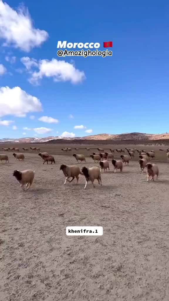 @امازيغي حر ♓️