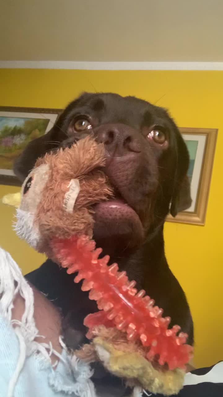 @joy_thechocolatelab