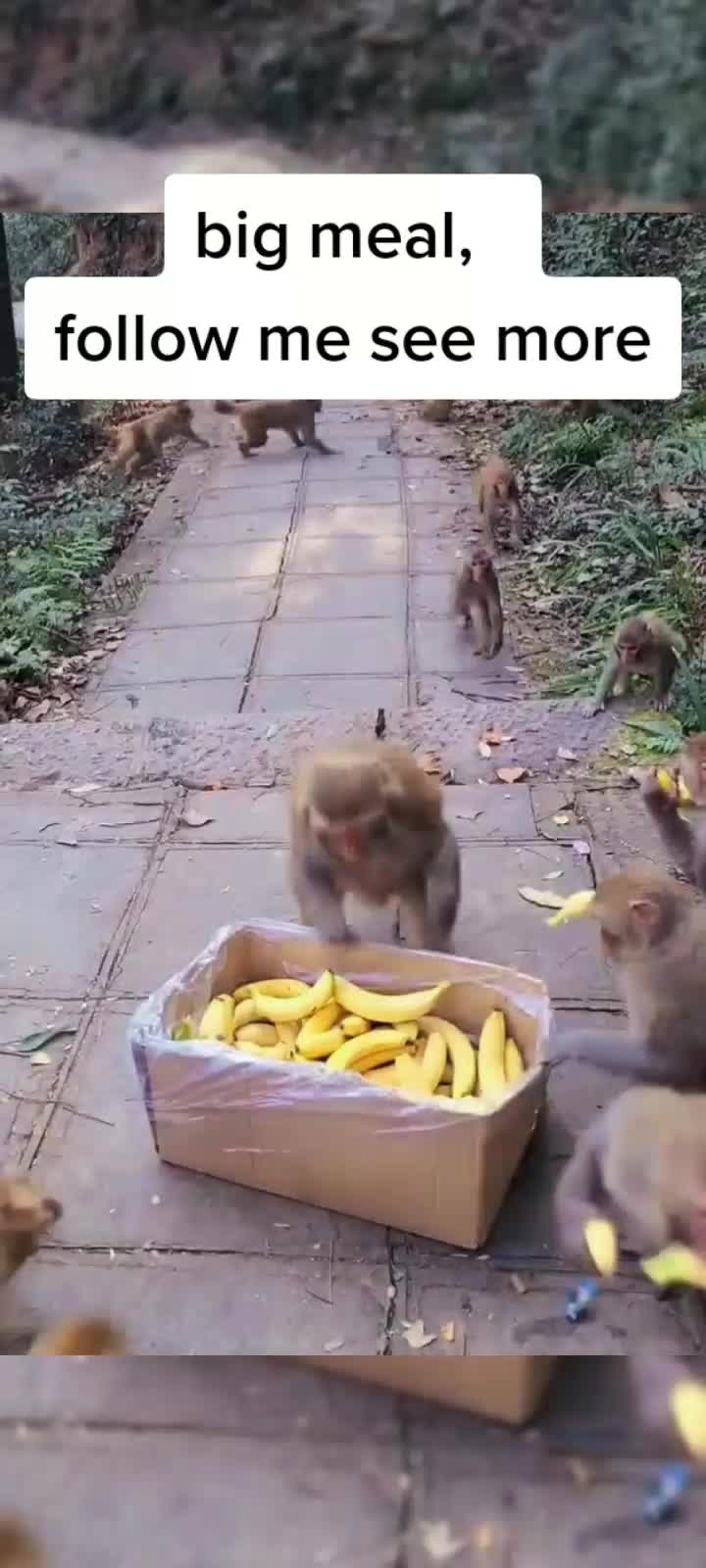 @petlove
