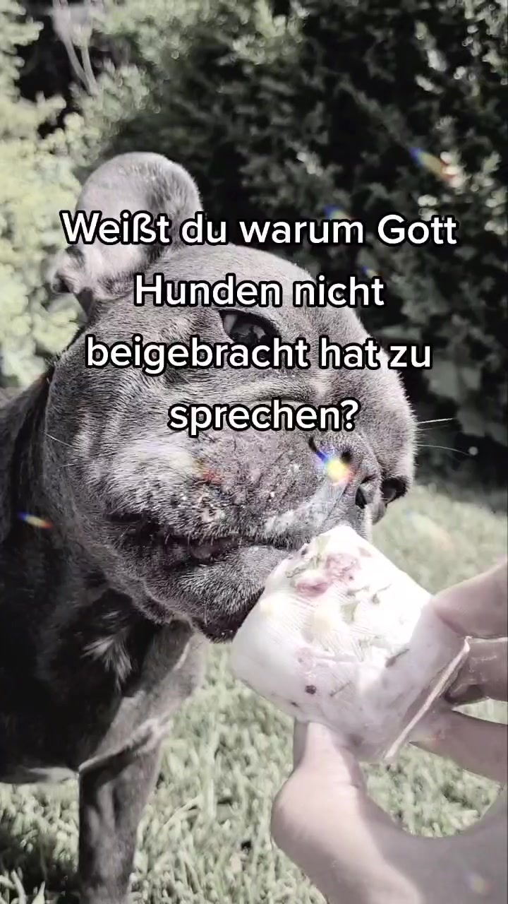 @FrenchieFrieda