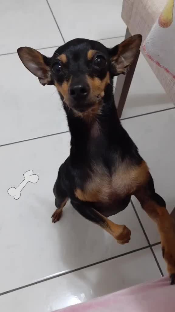 @NarutoCalopsita_Pets