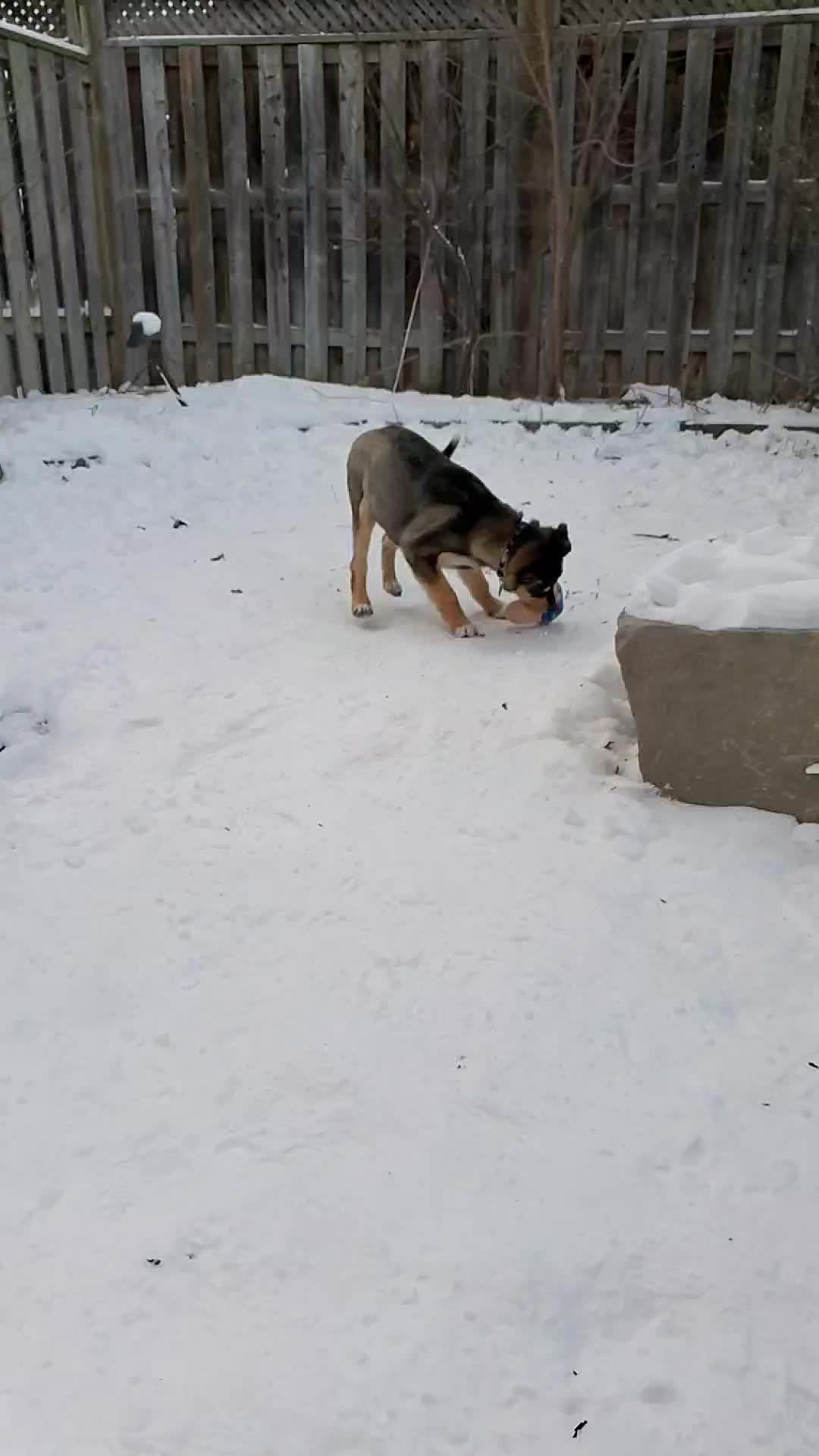 @joeytherescue