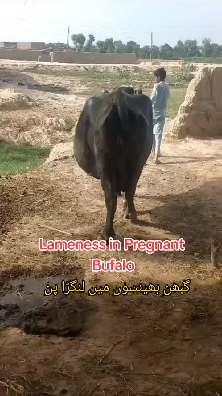 @Dr Abdullah