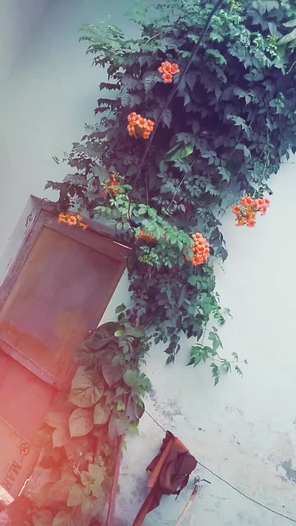 @Mahi Sandhu Mamdot W