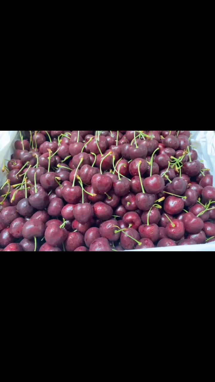 @Transfruits