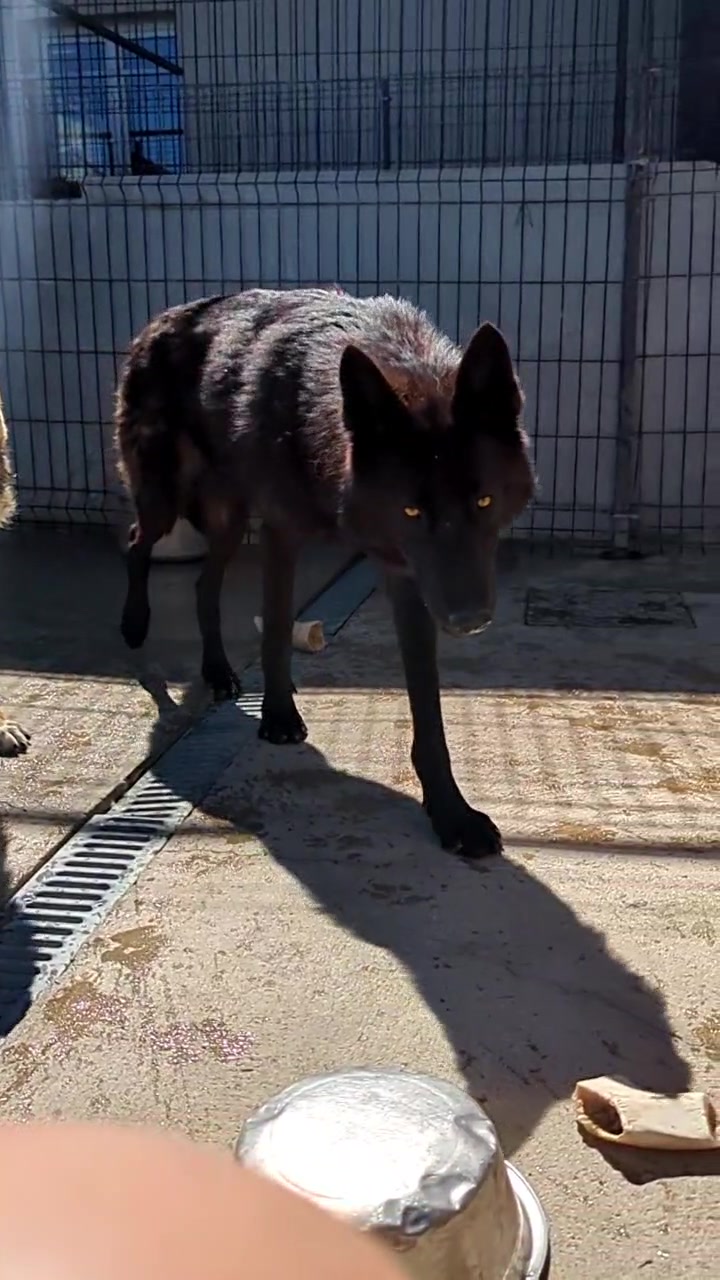 @🐺 𝕱𝖊𝖓𝖗𝖎𝖗 2𝖇 🐺
