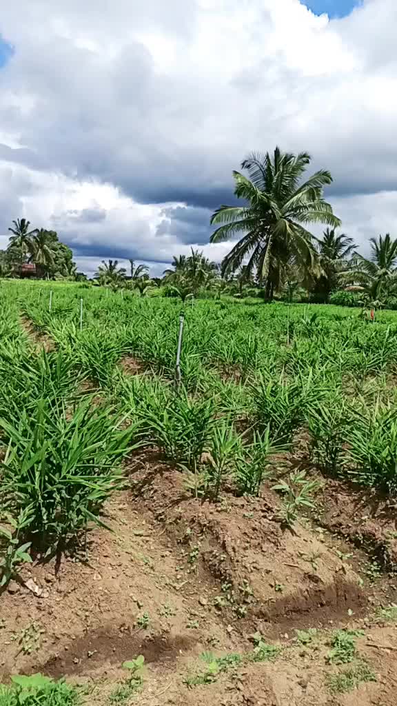 @shaku M gowda kodagu