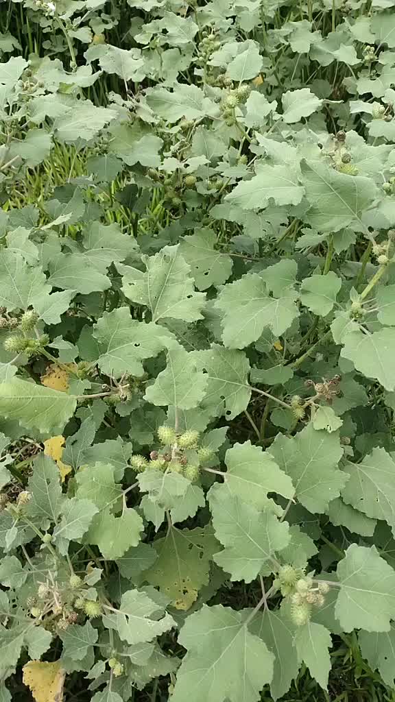 @BimanBhadra700113620