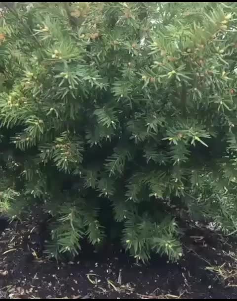 @pet_lover😍
