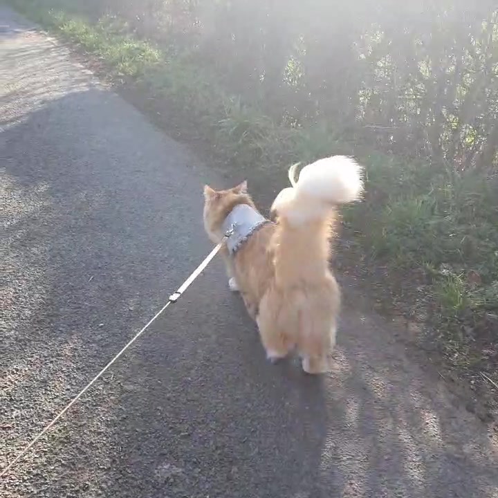 @Odintheforestcat