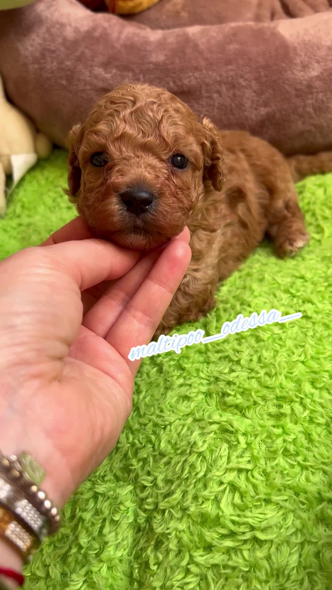 @maltipoo_odessa_
