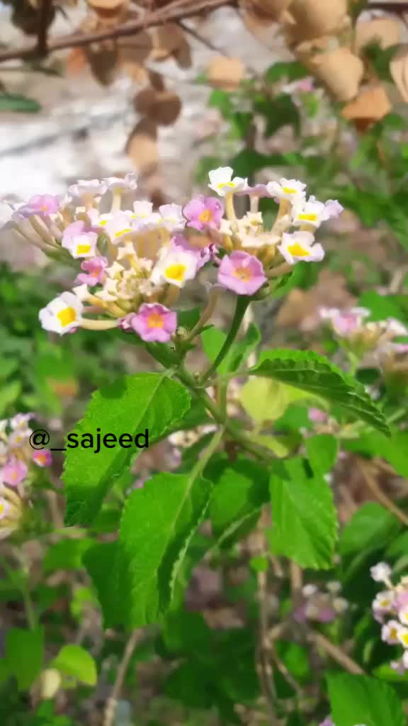 @Shaik Sajeed