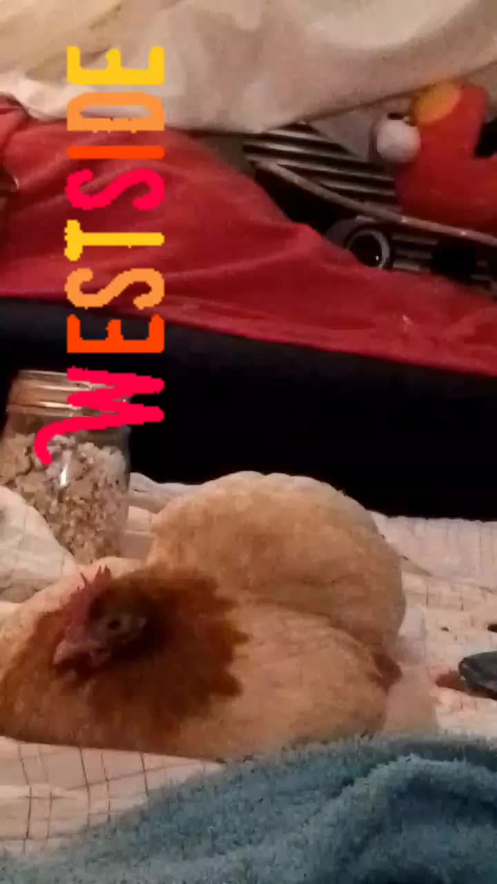 @FNightingale