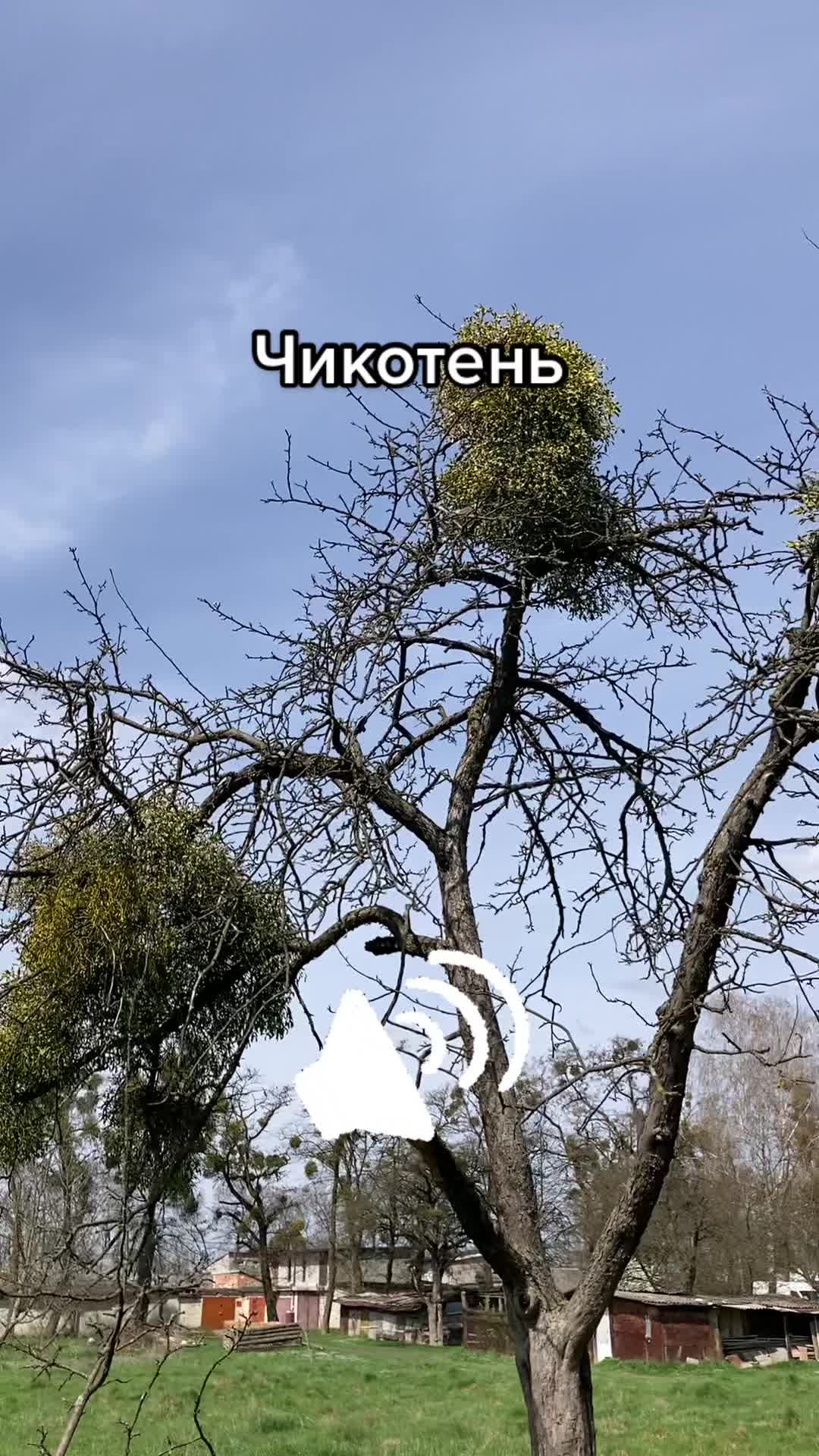 @Птахи, бьордвочинг, орнітолог