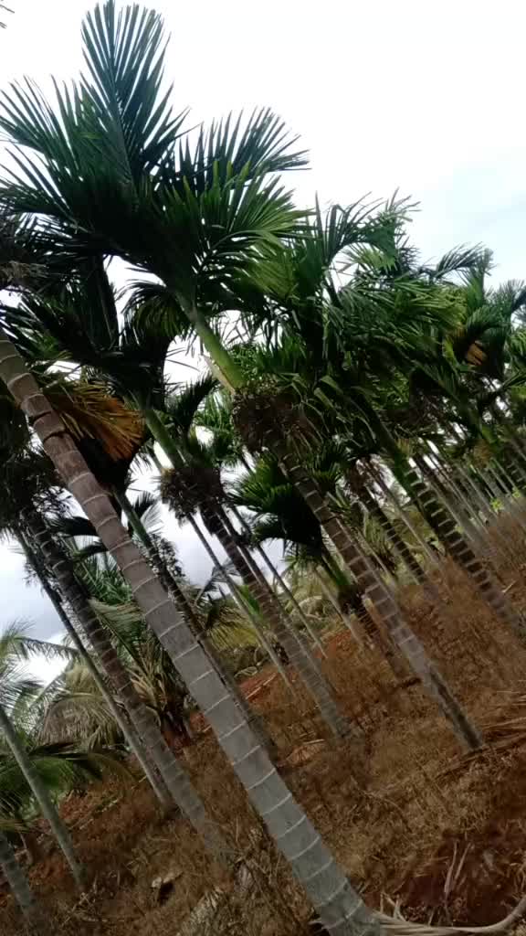 @chaithra Yadav