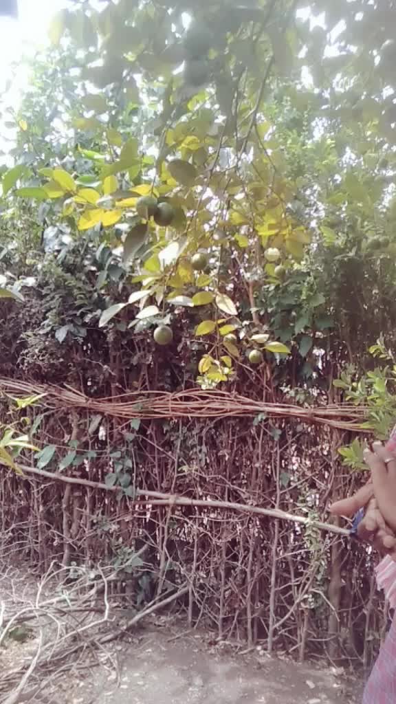 @మడుపల్లి రామారావు