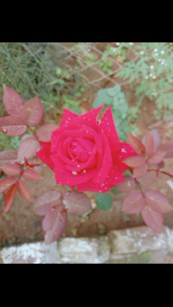 @raj thakur