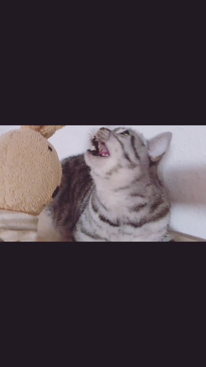 @the coconutkitty