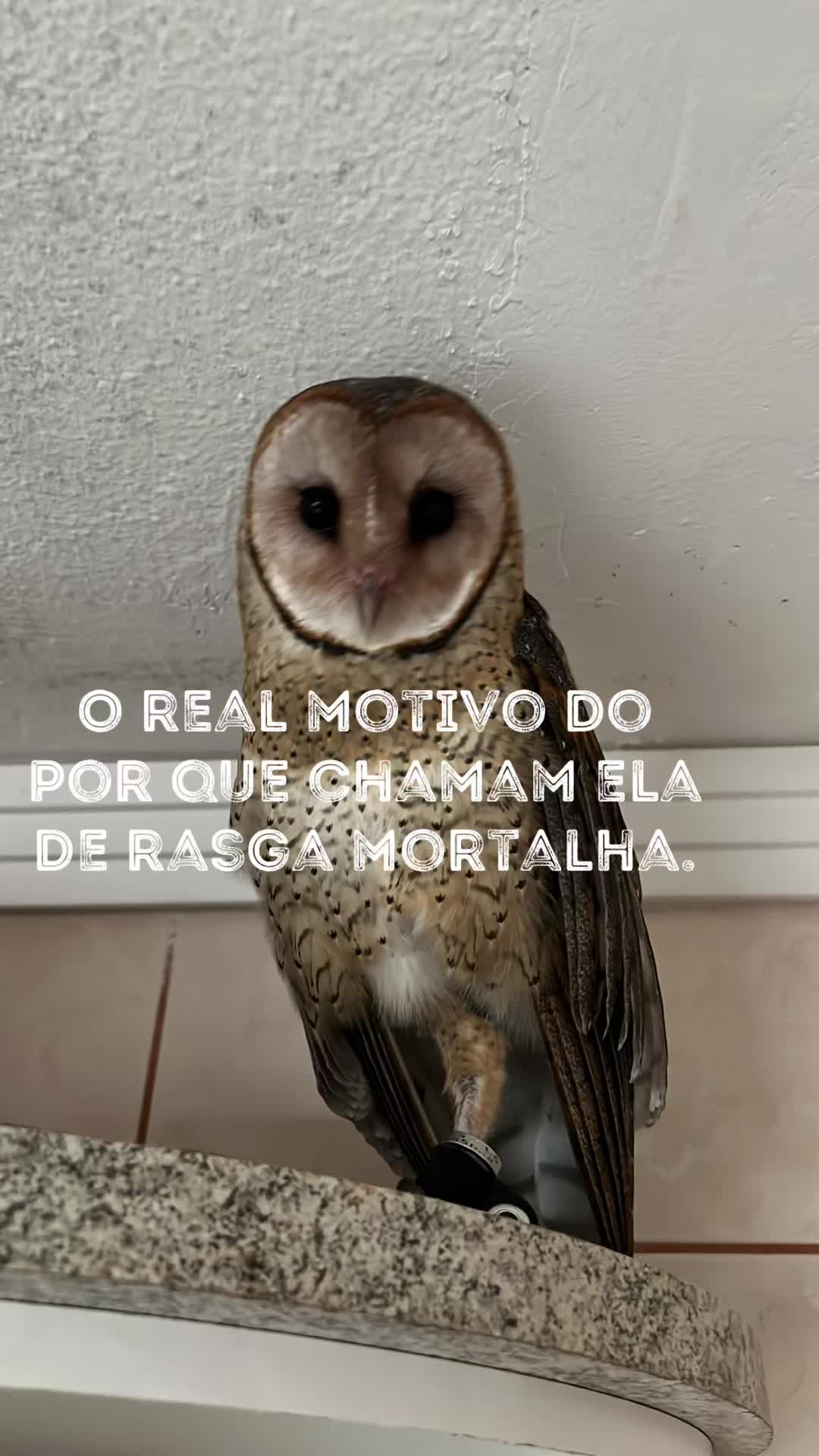 @lincozinh