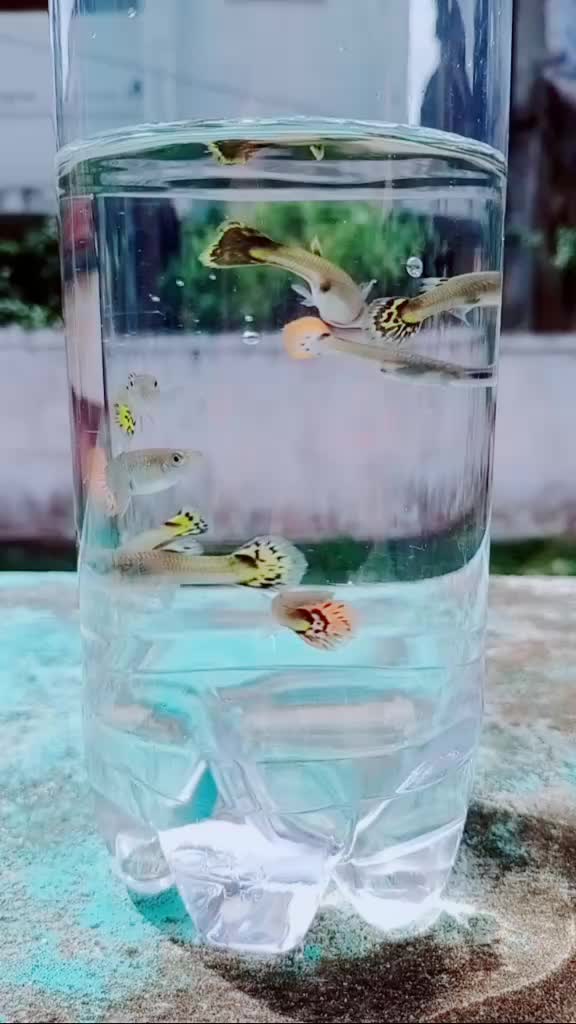 @Chandru Nurani