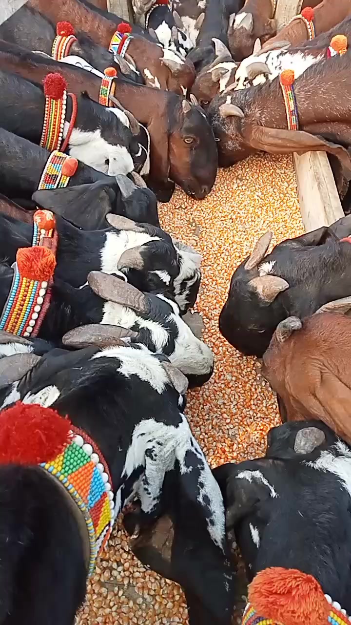 @Babu Pathan Goat Farm