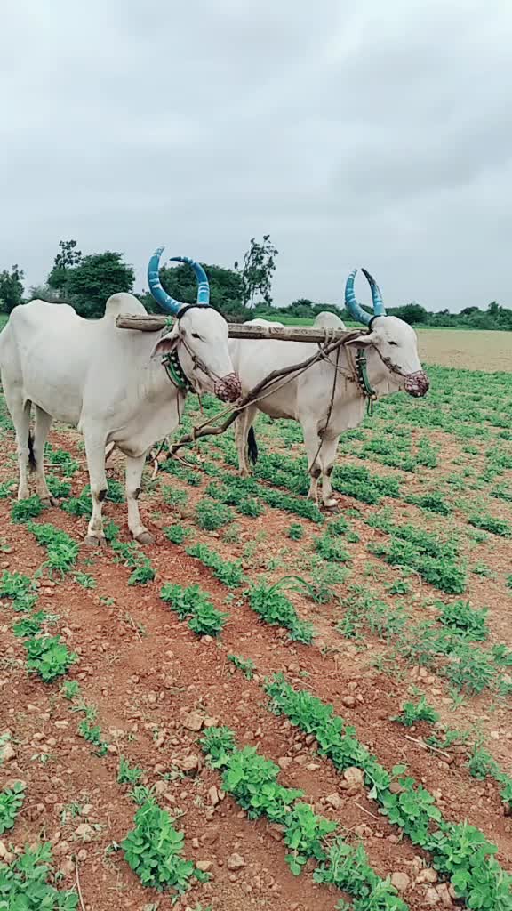 @Saranppa M Saranppa