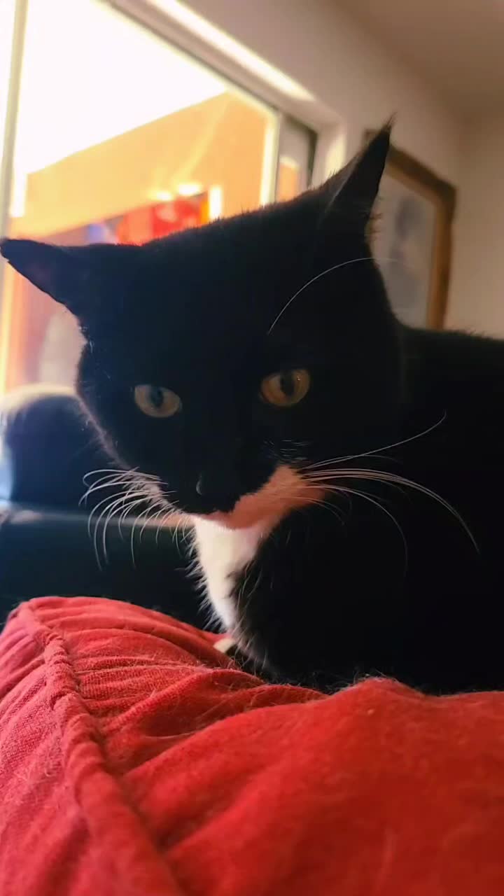 @MrPickles